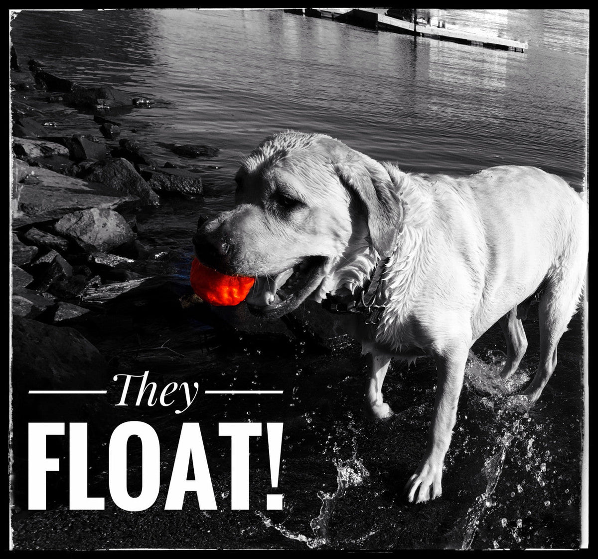 WUNDERball™ – The Ultimate Unpredictable Fetch Ball for Dogs