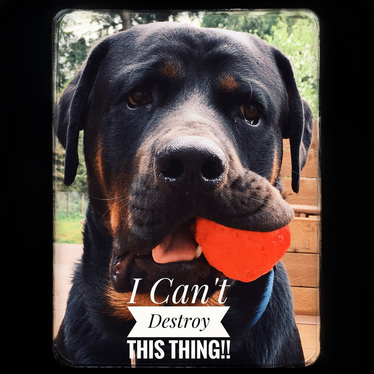 WUNDERball™ – The Ultimate Unpredictable Fetch Ball for Dogs